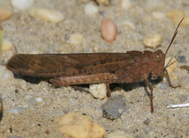 Carolina Grasshopper